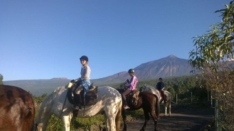Tenerife: Guided Horseback Riding Tour to the Lomo Forest - The Sum Up