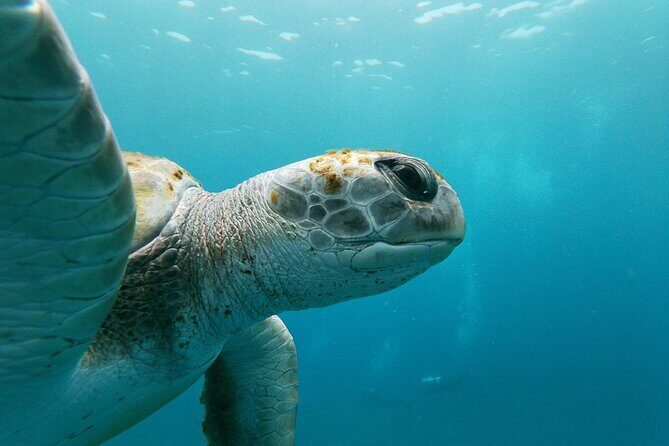 Tenerife: Guided kayak tour with snorkeling in a marine reserve - The Overall Experience and Who It’s For