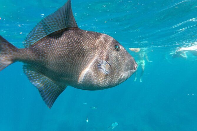 Tenerife: Guided kayak tour with snorkeling in a marine reserve - FAQ