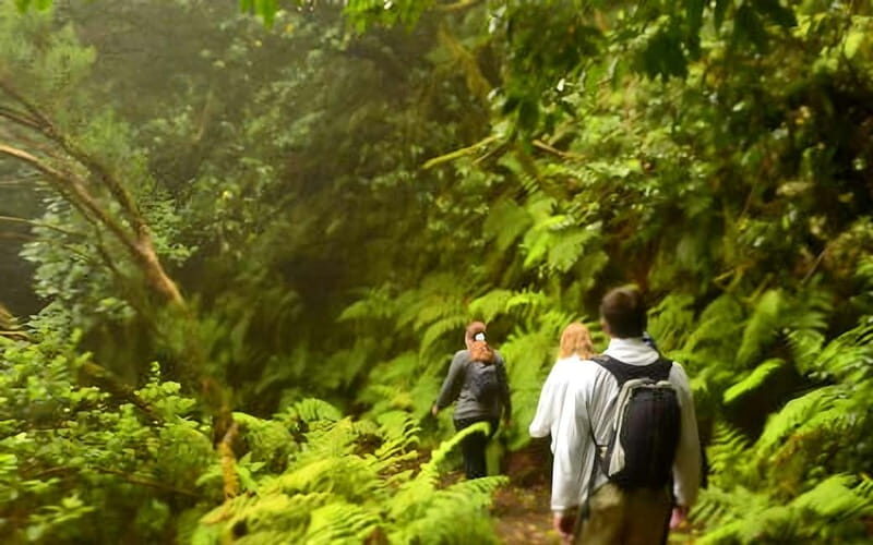 Tenerife: Guided tour guide in the Anaga Rural Park - Tenerife: Guided Tour in the Anaga Rural Park