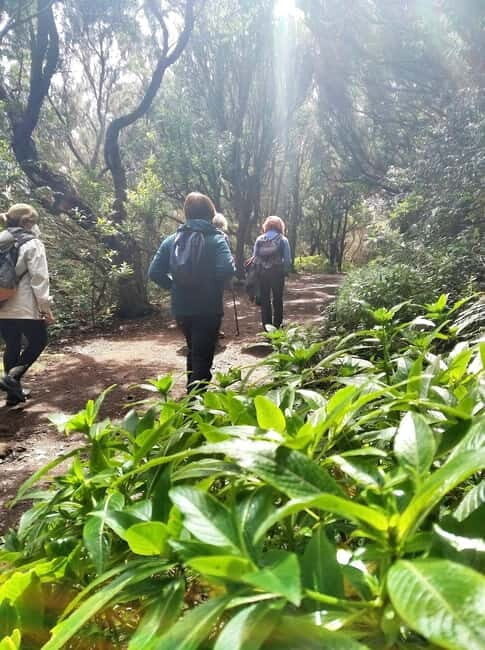 Tenerife: Guided tour guide in the Anaga Rural Park - Why Choose This Tour?