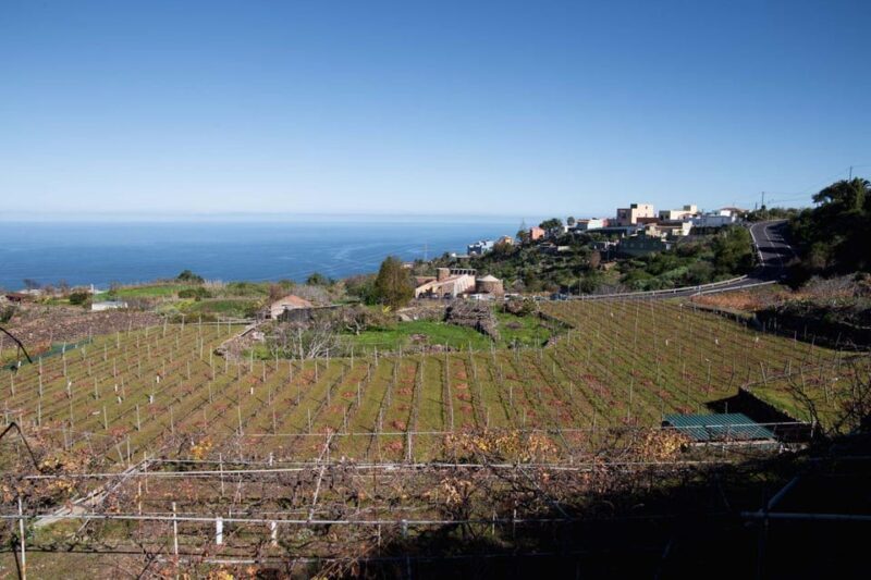 Tenerife: Guided tour with tasting of 6 wines - The Sum Up