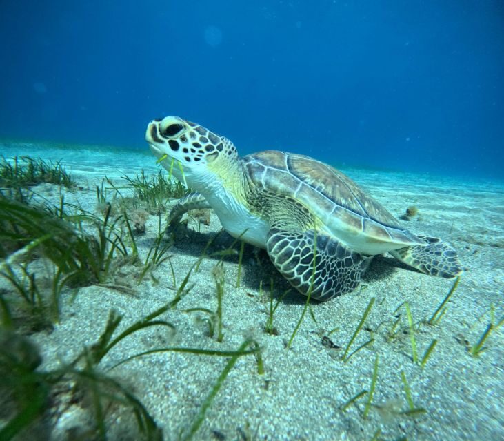 Tenerife: Half-Day Snorkeling Tour - Introduction