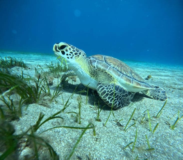 Tenerife: Half-Day Snorkeling Tour - Key Points