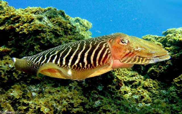 Tenerife: Half-Day Snorkeling Tour - The Real Value and Who Should Book