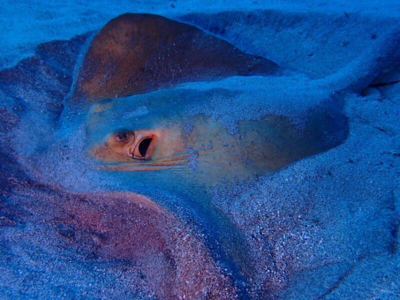 Tenerife: Half-Day Snorkeling Tour - Final Thoughts