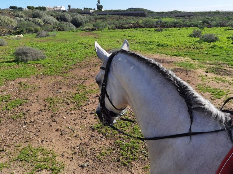 Tenerife: Horseback Ride with Instructor - FAQ