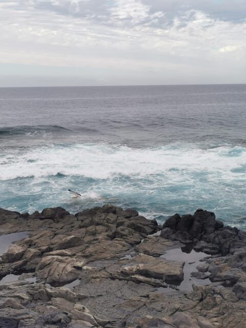 Tenerife Island, The Best Day Tour FOR CRUISE PASSENGERS - A Deep Dive into the Tenerife Day Tour