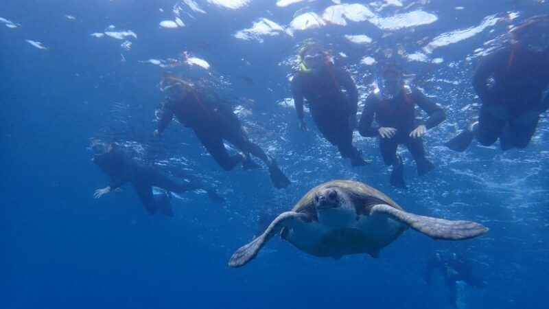 Tenerife: Kayak and Snorkel with Turtles with Free Videos - Exploring the Experience in Detail