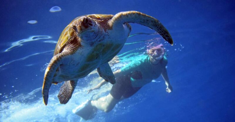 Tenerife: Kayak and Snorkel with Turtles with Free Videos - Practical Details & Tips
