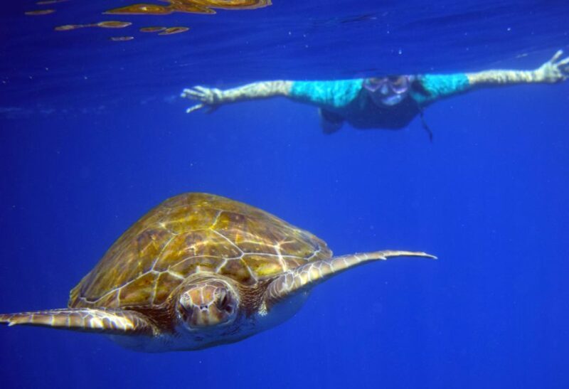 Tenerife: Kayak and Snorkel with Turtles with Free Videos - FAQ