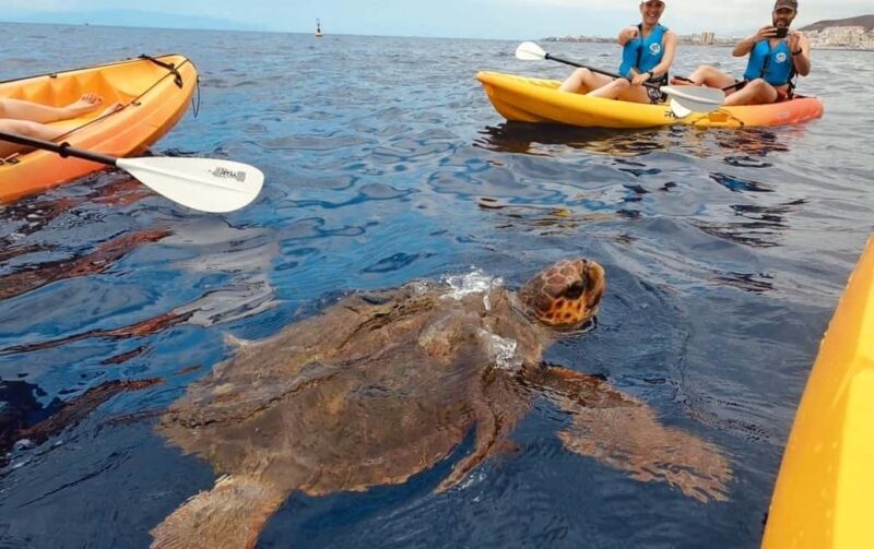 Tenerife: Kayak Safari and Sea Turtle Snorkeling - Who is This Tour Best For?