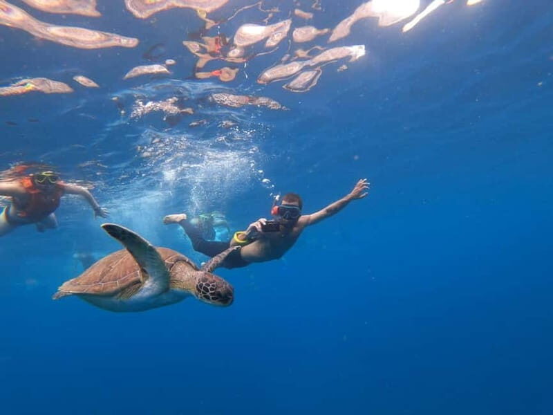 Tenerife: Kayak Sea Safari with Snorkel and Snacks - Key Points