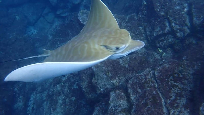 Tenerife: Kayak Sea Safari with Snorkel and Snacks - FAQs