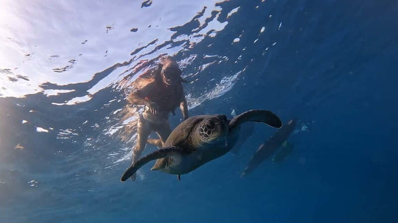 Tenerife: kayak tour with animals and underwater scooters - An In-Depth Look at the Tenerife Kayak Tour Experience