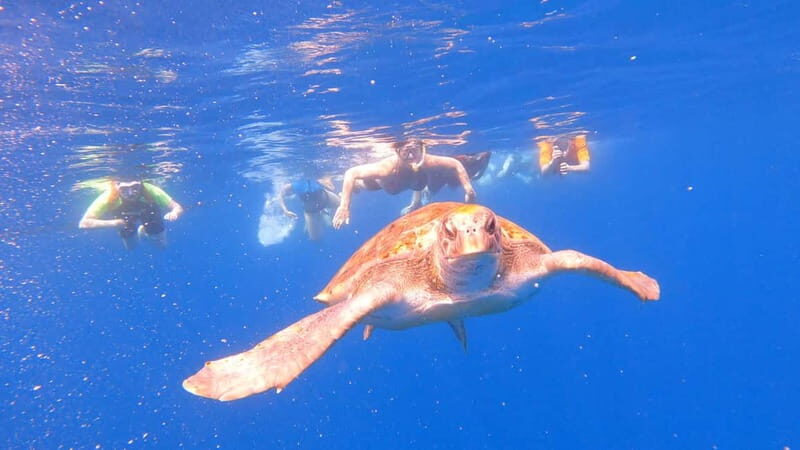 Tenerife: kayak tour with animals and underwater scooters - Who Should Book This Tour?
