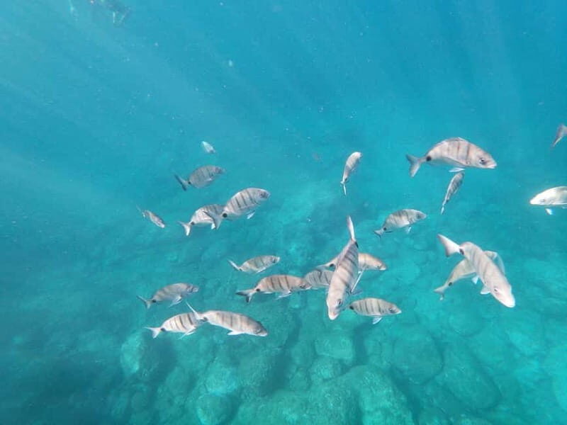 Tenerife: Kayaking and Snorkeling Tour for Groups - Frequently Asked Questions