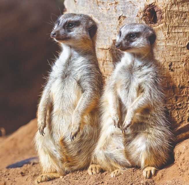 Tenerife: Loro Parque Entry Ticket - Tenerife: Loro Parque Entry Ticket Review