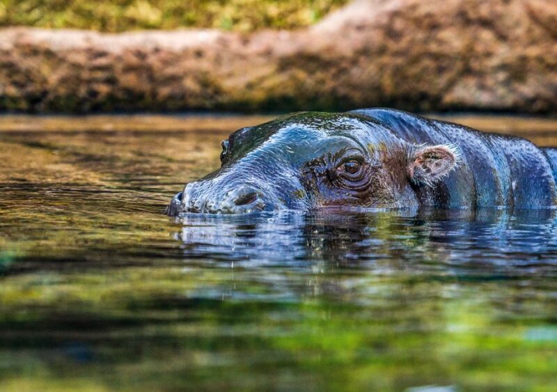 Tenerife: Loro Parque Entry Ticket - Final Thoughts: Who Will Love Loro Parque?