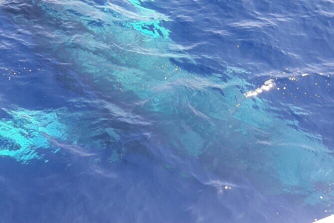 Tenerife Los Cristianos: Whale and Dolphin Eco-Yacht and Swim Stop - Analyzing the Value: Does It Live Up to the Price?