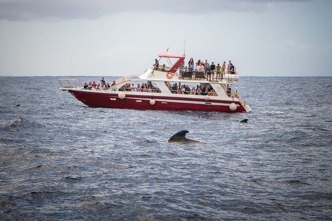 Tenerife Los Cristianos: Whale and Dolphin Eco-Yacht and Swim Stop - Who Should Book This Tour?