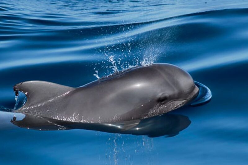 Tenerife: Luxury Private Whale & Dolphin Watching Tour - FAQ