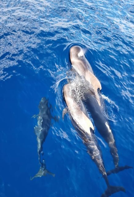 Tenerife: Marine-Life Tour with Transfer, Buffet and Drinks - Who Is This Tour Best For?