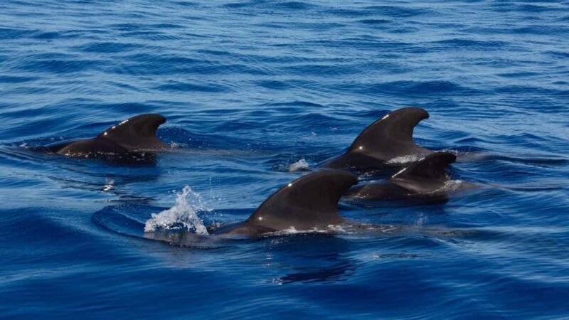 Tenerife: Ocean Pack Jet Ski and Yacht Whale Watching - An In-Depth Look at the Tenerife Ocean Pack