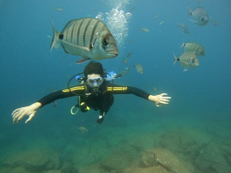 Tenerife: PADI Beginner Scuba Dive in the Turtle Area - In-Depth Look at the Itinerary
