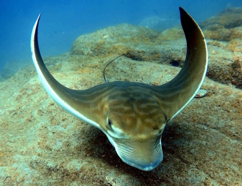 Tenerife: PADI Beginner Scuba Dive in the Turtle Area - Why This Tour Offers Great Value