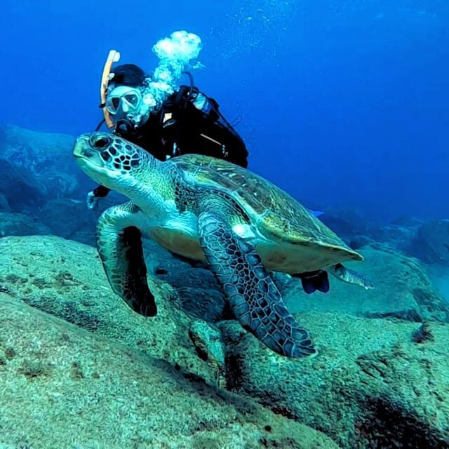 Tenerife: PADI Beginner Scuba Dive in the Turtle Area - Who Will Love This Experience?