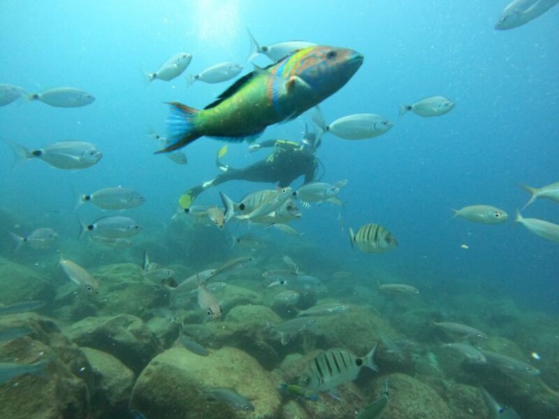 Tenerife: PADI Beginner Scuba Dive in the Turtle Area - The Sum Up