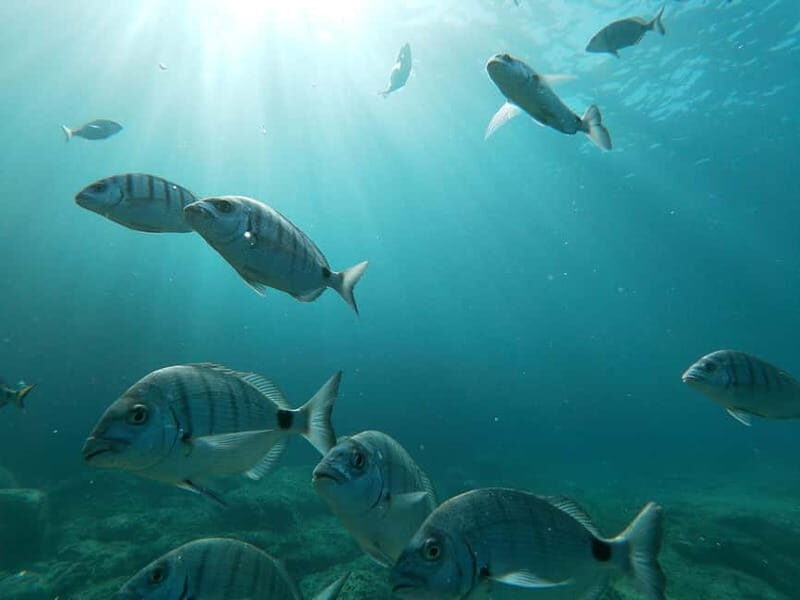 Tenerife: Palm-Mar Double Kayak Rental with Snorkel Gear - An In-Depth Look at the Experience