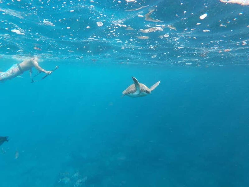 Tenerife: Palm-Mar Double Kayak Rental with Snorkel Gear - FAQs