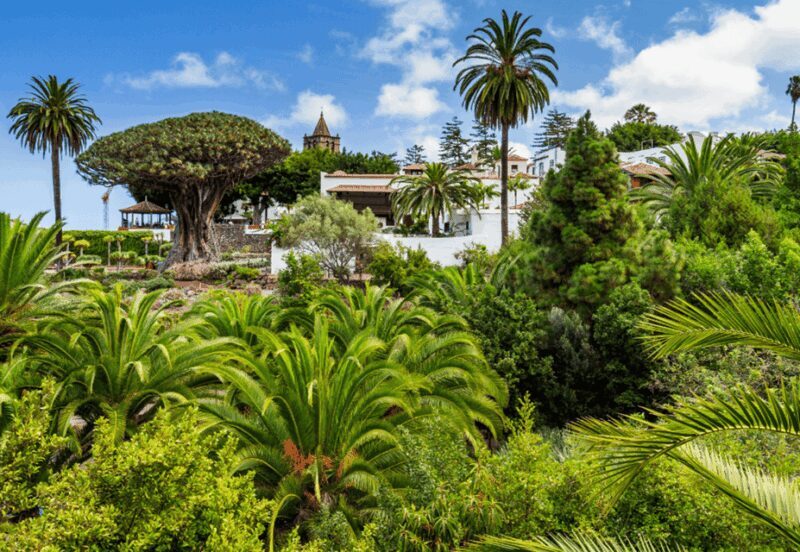Tenerife: Private Day Tour of the Island with Hotel Pickup - A Close Look at the Itinerary