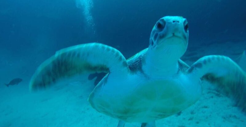 Tenerife : Private Dive for Beginners from a Boat - Why This Experience Stands Out
