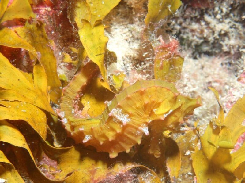 Tenerife : Private Dive for Beginners from a Boat - Final Thoughts