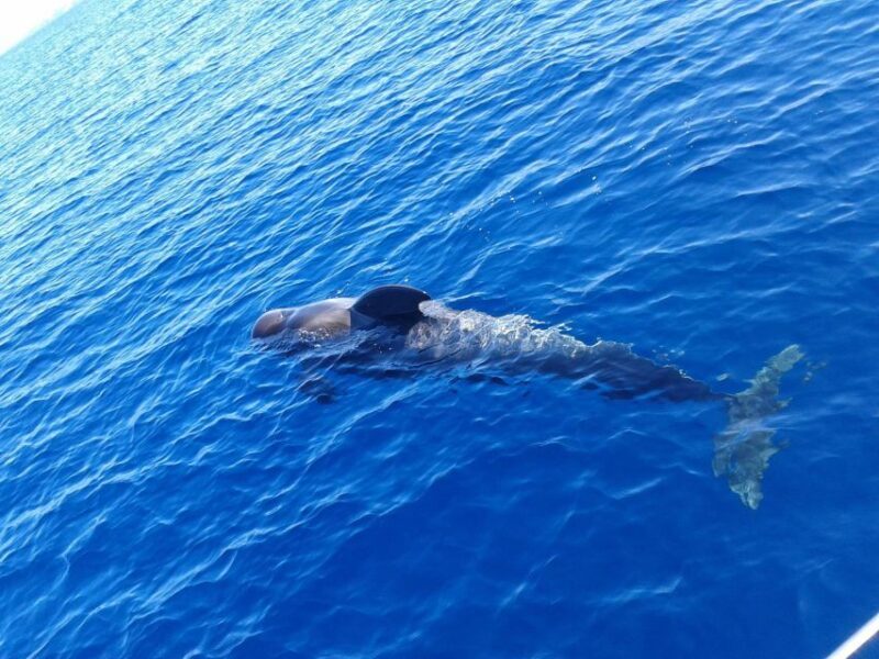 Tenerife: Private or Group 3 Hour Sailing Cruise with Drinks - Key Points