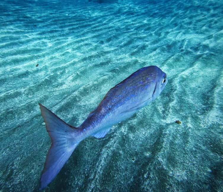 Tenerife: Private Scuba DivingCertified Instructor & Photos - Practical Details and Tips