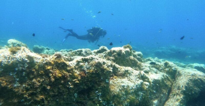 Tenerife: Puerto Colon Certified Scuba Dive by Speed Boat - Marine Life and Dive Conditions