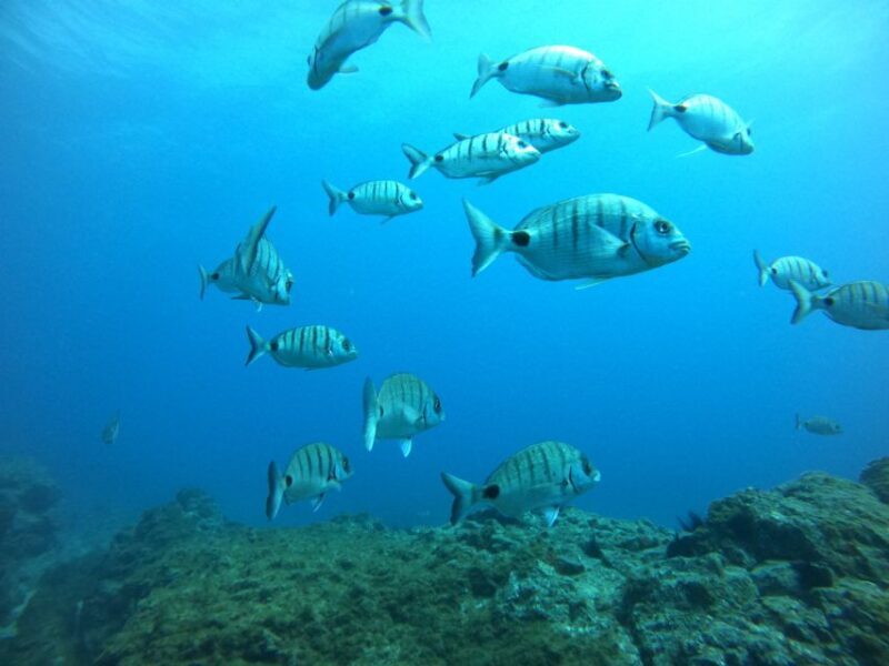 Tenerife: Puerto Colon Certified Scuba Dive by Speed Boat - Who Is This Tour Best For?