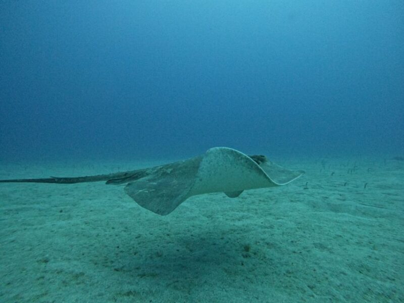 Tenerife: Puerto Colon Certified Scuba Dive by Speed Boat - FAQ