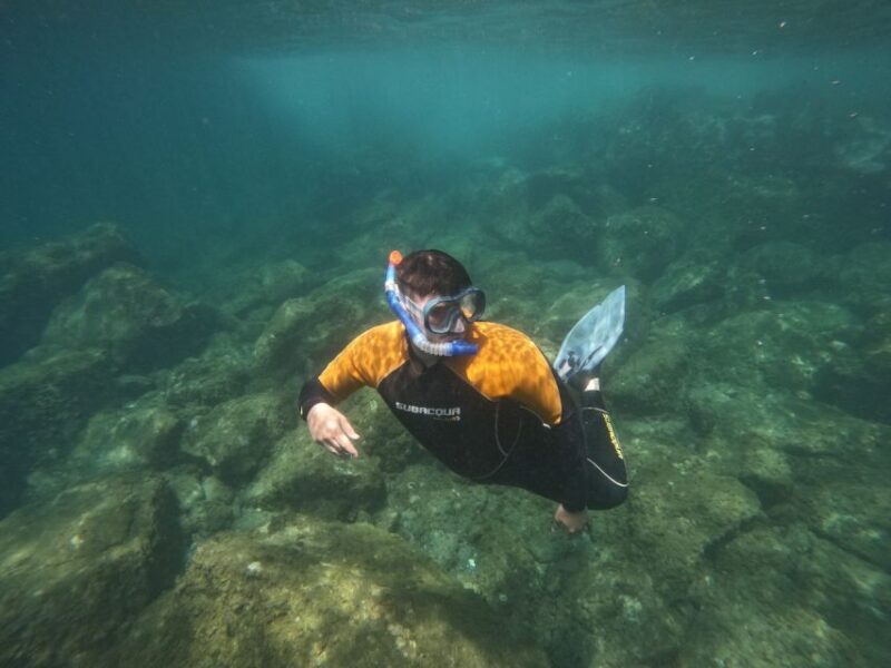 Tenerife: Puerto Colon Snorkel Safari by Speed Boat - Key Points