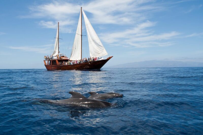 Tenerife: Respectful Whale Watching Pirate Cruise + Swim - Key Points