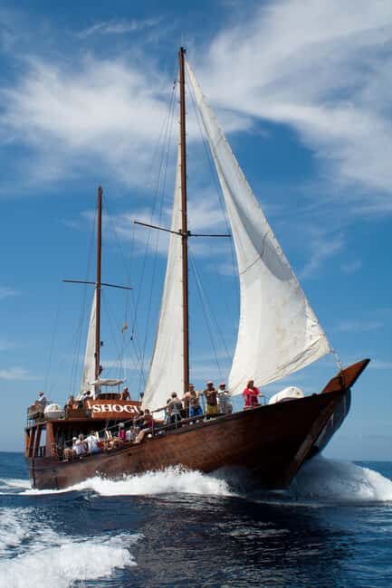 Tenerife: Respectful Whale Watching Pirate Cruise + Swim - The Real Value for Travelers