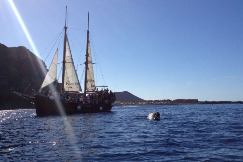 Tenerife: Respectful Whale Watching Pirate Cruise + Swim - The Sum Up