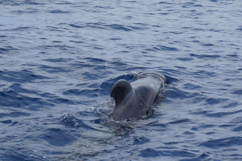 Tenerife: Respectful Whale Watching Pirate Cruise + Swim - FAQ