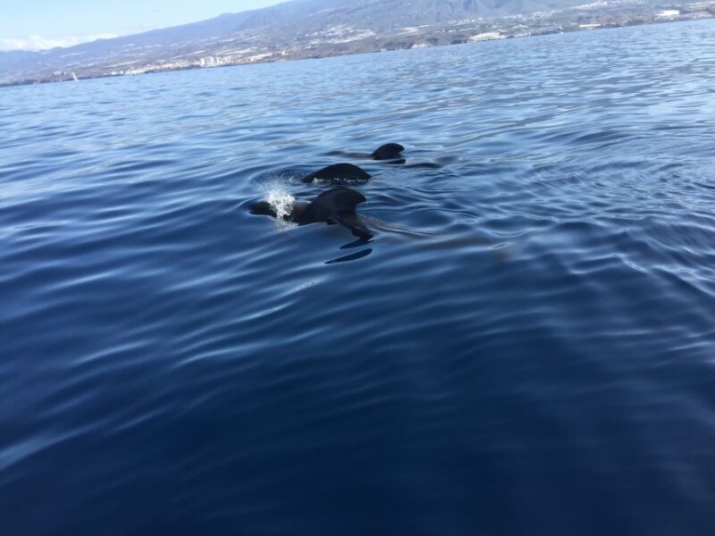 Tenerife: Sailing Excursion with Whale and Dolphin Watching - A Closer Look at the Experience
