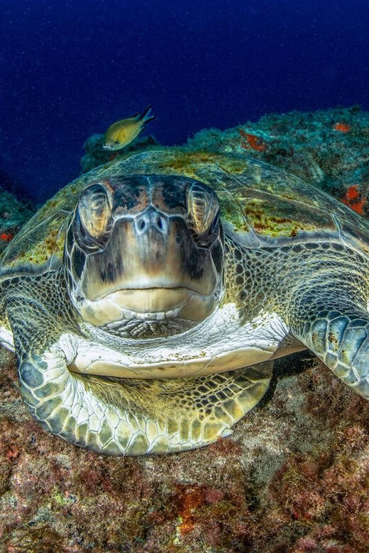 Tenerife: Scuba Diving Experience for Every Level - An In-Depth Look at the Tenerife Scuba Experience