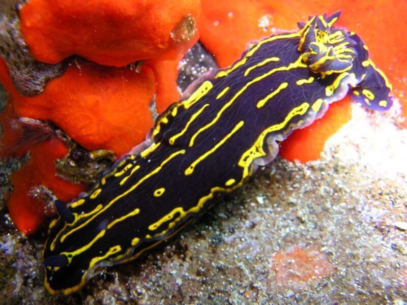 Tenerife Scuba Diving for Certified Divers - The Experience and Guides